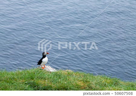 Atlantic puffin from Borgarfjordur fjord, east 50607508