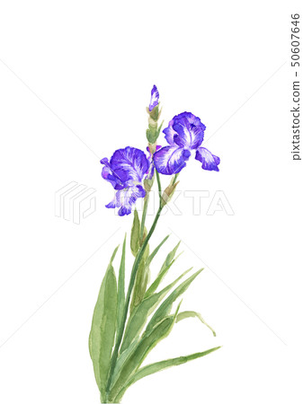 Iris Ayame Ayame Ayame【手繪水彩畫】白背透明背景 Iris Ayame Ayame Ayame【手繪水彩畫】白背透明背景 50607646