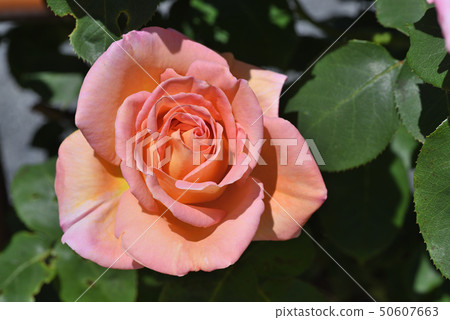 Rose (vine confidence) 50607663