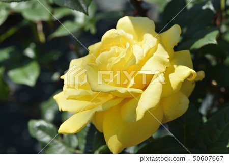 Rose (Aarin Francis) 50607667