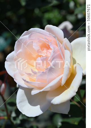 Rose (Madame Melanie Sparu) 50607671