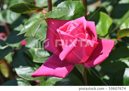 Rose (Montesquieu) 50607674