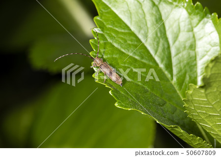 Shinano Kurof Camember Bug Shinano Kurof Camember Bug 50607809