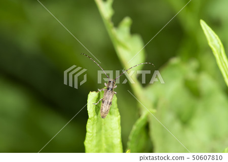Shinano Kurof Camember Bug Shinano Kurof Camember Bug 50607810