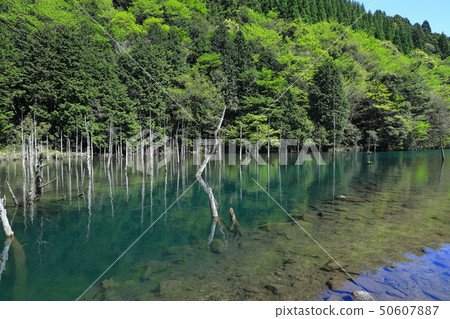 Ichinomata Sakura Park Aogiri Koi Pond Ichinomata Sakura Park Aogiri Koi Pond 50607887