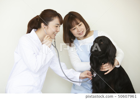 animal Hospital 50607961