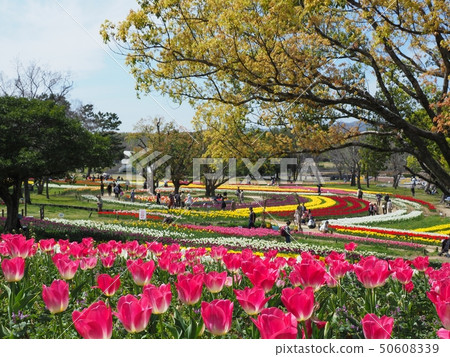 Expo Memorial Park Tulip Festa Expo Memorial Park Tulip Festa 50608339