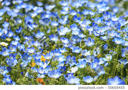 花國（初夏） 50608485