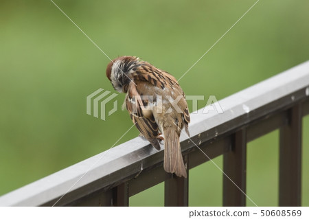 Sparrow Sparrow 50608569