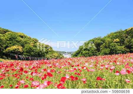 花國（初夏） 50608636