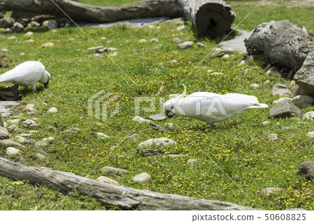 Blue-eyed cockatoo Blue-eyed cockatoo 50608825