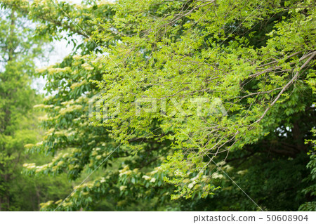 南自然公園 50608904