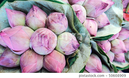 Bouquet of lotus flowers background 50608909