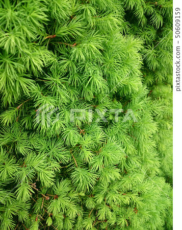 Green texture of coniferous tree with drops after 50609159