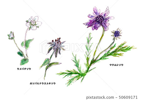 Mountain grass of old Nokurayama Mountain grass of old Nokurayama 50609171