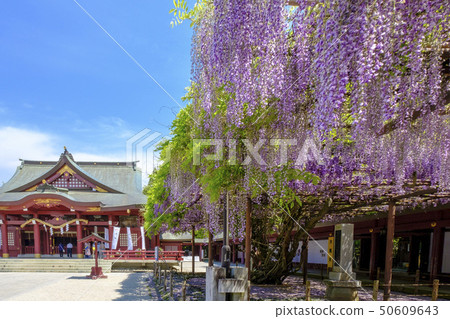Wisteria flowers at Kasama Inari Shrine Wisteria flowers at Kasama Inari Shrine 50609643