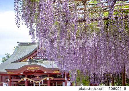 Wisteria flowers at Kasama Inari Shrine Wisteria flowers at Kasama Inari Shrine 50609646