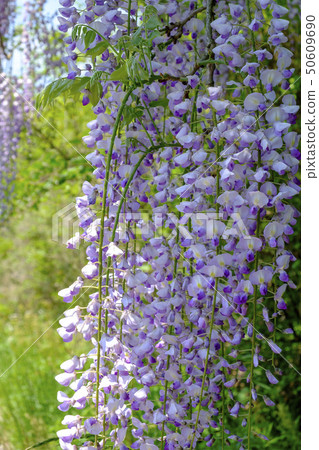 大和花山富士花 大和花山富士花 50609690