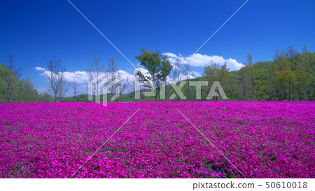 Ichikaimachi Moss Phlox Park 50610018