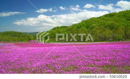 Shiba Zakura Park 50610020