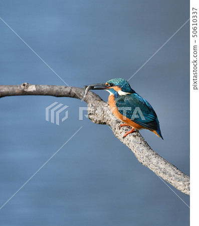Kingfishes while eating 50610337