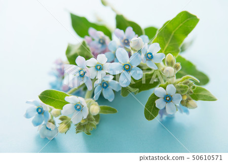 Blue Star 50610571