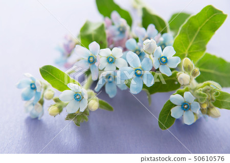 藍星 藍星 50610576