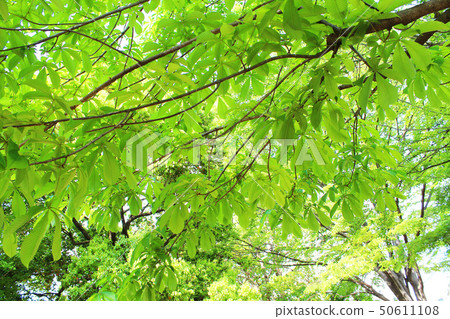 新鮮的綠色生態 50611108