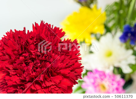 Red carnation and chrysanthemum background Red carnation and chrysanthemum background 50611370