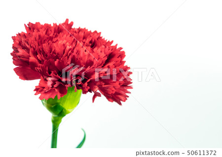 Vivid red carnation isolated on white background Vivid red carnation isolated on white background 50611372