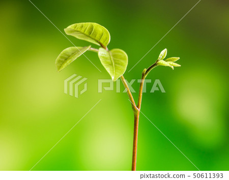 Bud leaves of young plant seeding in forest Bud leaves of young plant seeding in forest 50611393