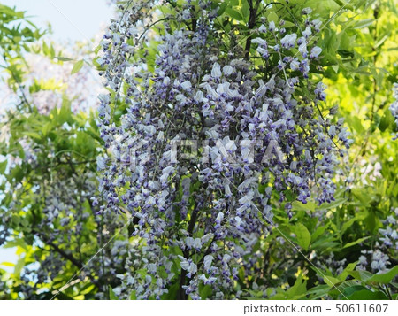 Fuji flower blooming in a satoyama 50611607