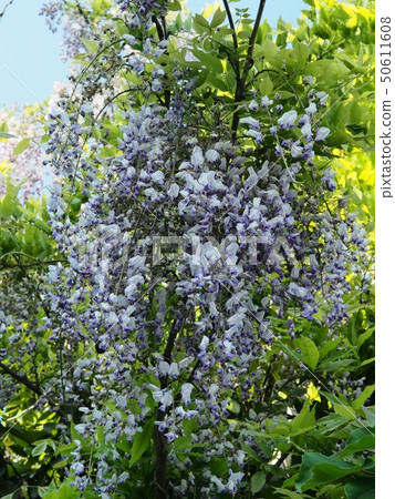 Fuji flower blooming in a satoyama 50611608