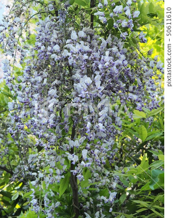 Fuji flower blooming in a satoyama 50611610