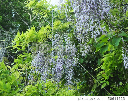 Fuji flower blooming in a satoyama 50611613