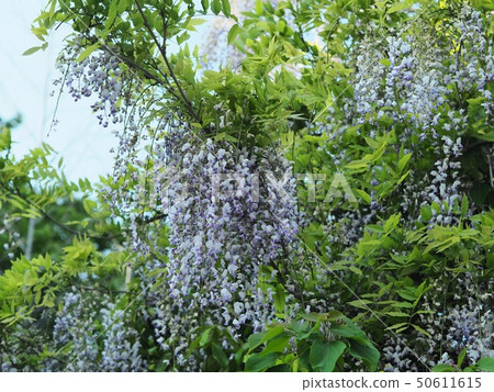 Fuji flower blooming in a satoyama 50611615