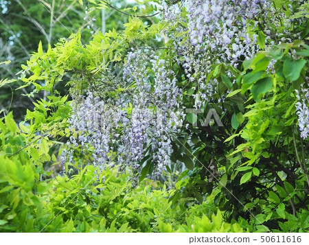 Fuji flower blooming in a satoyama 50611616