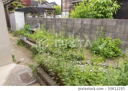 backyard 50612285