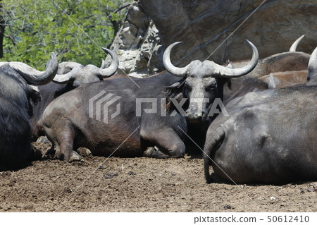 非洲水牛 50612410