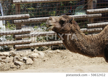 Dromedary dolphin Dromedary dolphin 50612412