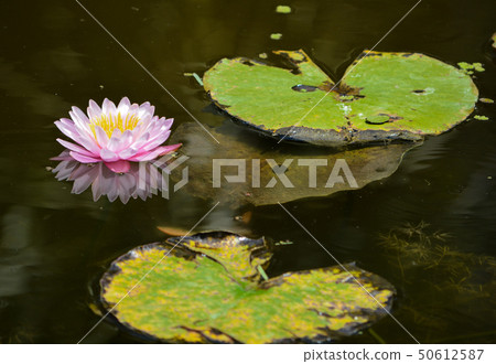 Hardy Water Lilies, Mckee Botanical Garden,Florida 50612587