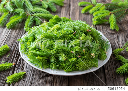Spruce tips collected to prepare spruce syrup 50612954