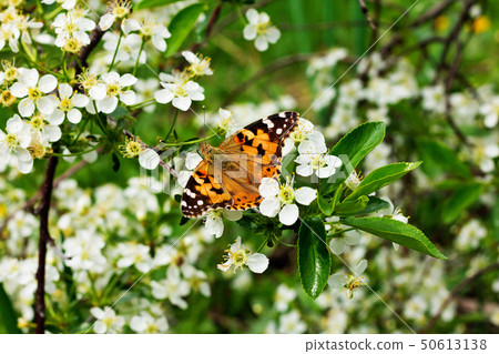 Beautiful and colourful butterfly. 50613138