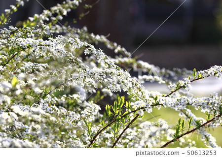 Yukiyanagi（Yukiyanagi） 50613253