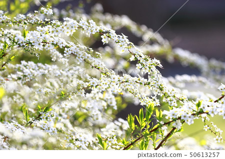 Yukiyanagi（Yukiyanagi） 50613257