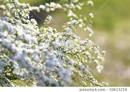 Yukiyanagi（Yukiyanagi） 50613259