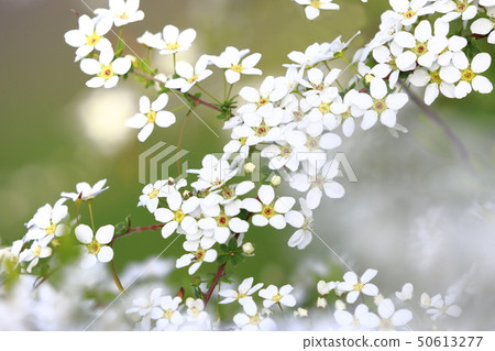 Yukiyanagi（Yukiyanagi） 50613277