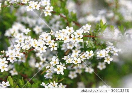 Yukiyanagi（Yukiyanagi） 50613278