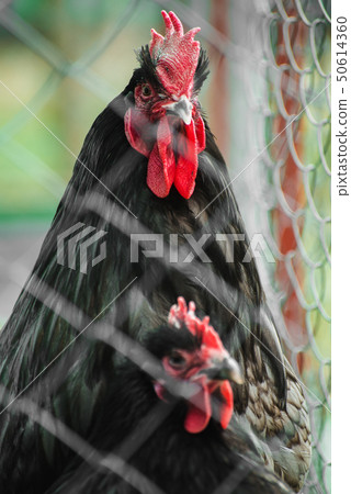 Rooster and chicken in a cage Rooster and chicken in a cage 50614360