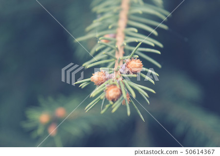 Pine tree branch spring background for your design 50614367